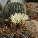 Museum National d'Histoire Naturelle  Jardin des Plantes (Botanical Gardens)  Paris  France