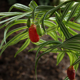 Museum National d'Histoire Naturelle  Jardin des Plantes (Botanical Gardens)  Paris  France