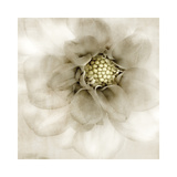 Whisper of Dahlia
