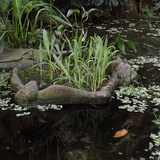 Museum National d'Histoire Naturelle  Jardin des Plantes (Botanical Gardens)  Paris  France