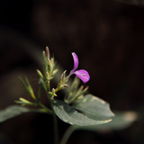 Museum National d'Histoire Naturelle  Jardin des Plantes (Botanical Gardens)  Paris  France
