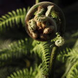 Museum National d'Histoire Naturelle  Jardin des Plantes (Botanical Gardens)  Paris  France