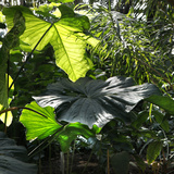 Museum National d'Histoire Naturelle  Jardin des Plantes (Botanical Gardens)  Paris  France