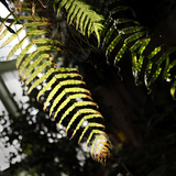 Museum National d'Histoire Naturelle  Jardin des Plantes (Botanical Gardens)  Paris  France
