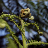 Museum National d'Histoire Naturelle  Jardin des Plantes (Botanical Gardens)  Paris  France