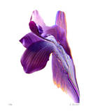 Flowing Orchid