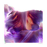 Magenta Tulip Dance