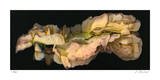 Lautrec Rose