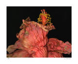 Hibiscus 4