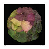 Leaves 4