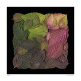 Square Leaves