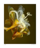 Epiphyllum 4