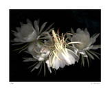 Night Bloomers