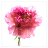 Carnation Purple