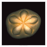 Sea Biscuit