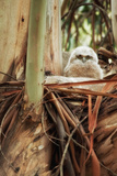 Baby Great Horned Owl in Eucalyptus