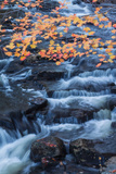 Fall Color and Flowing Brook Design