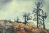 Spring Tree Landscape