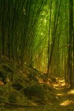 Bamboo Forest  Maui