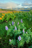 Rowena Flower Field and Rainbow