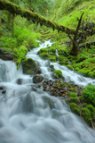 Lush Forest Stream in Spring