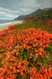 Summer Morning Coastal Color