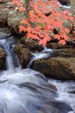 Autumn Stream & Color