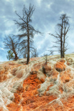 Hot Spring Trees  Yellowstone