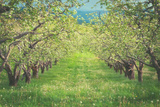 Pear Trees at Hood River Valley  Oregon