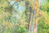 Spring Tree Impressions