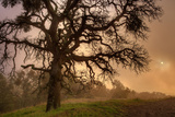 Late Afternoon Sun & Fog - Mount Diablo