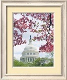 United States Capitol Dome in Washington  DC and Flowering Spring Trees