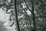 Kauai Tree Pattern
