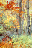 New England Fall Color Impressions