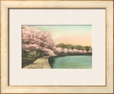 Cherry Blossoms by Tidal Basin