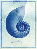 Nautilus Shell B