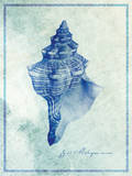 Conch Shell