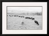 Cattle in South Farm