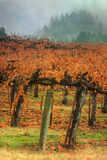 Autumn Misty Morning Vineyard  Napa