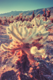 Scene at Cholla Cactus Garden
