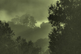Trees in the Mist