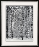 Pine Forest in Snow  Yosemite National Park  1932