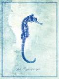 Seahorse B