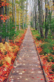 Wild Garden of Acadia Path