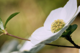 Yosemite Dogwood Design
