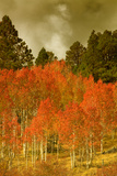 Portrait of Aspens in Autumn