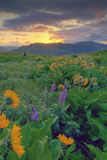 Across the Flower Field at Sunrise  Rowena Plateau