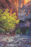 Virgin Narrows Nook  Zion