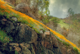 Spring in the Canyon