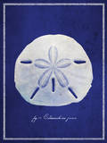 Sand Dollar